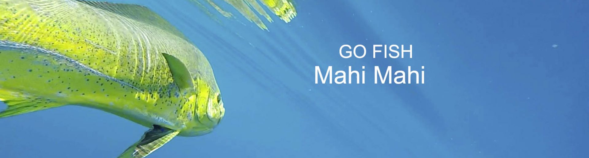 gofish-mahi-mahi